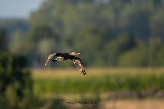 Wildlifefotografie Kormoran Lippeaue Olaf Kerber