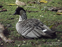 The Nene is the State bird of Hawaii