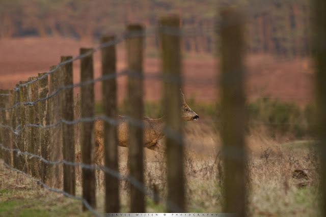 Ree - Roe Deer - Capreolus capreolus