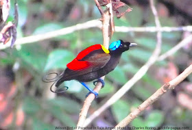 Wilson's Bird of Paradise in Waigeo island