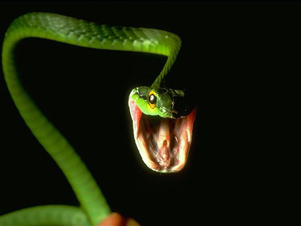 Foto foto ular - 1000 Fakta Unik dan Menarik