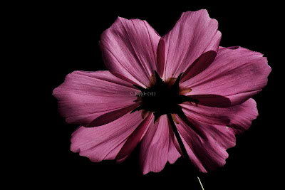 Pink Flower Black Background