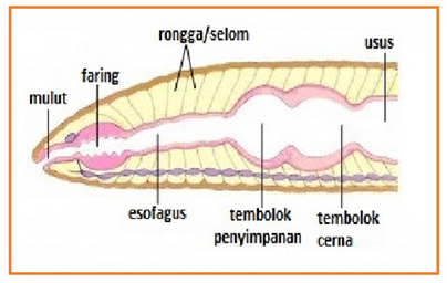 sistem pernafasan  pencernaan dan saraf cacing  tanah 