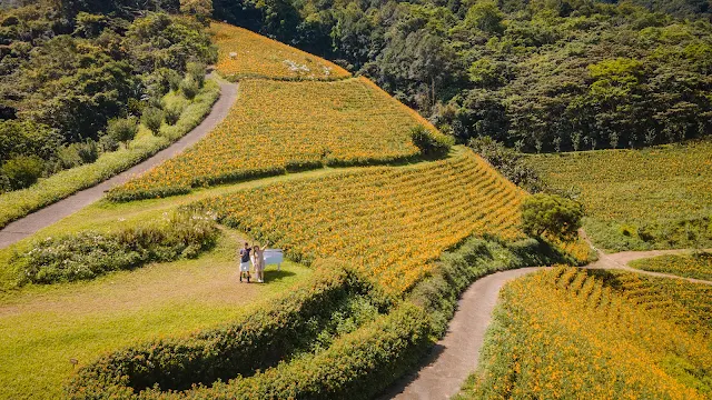 天山農場2023花況