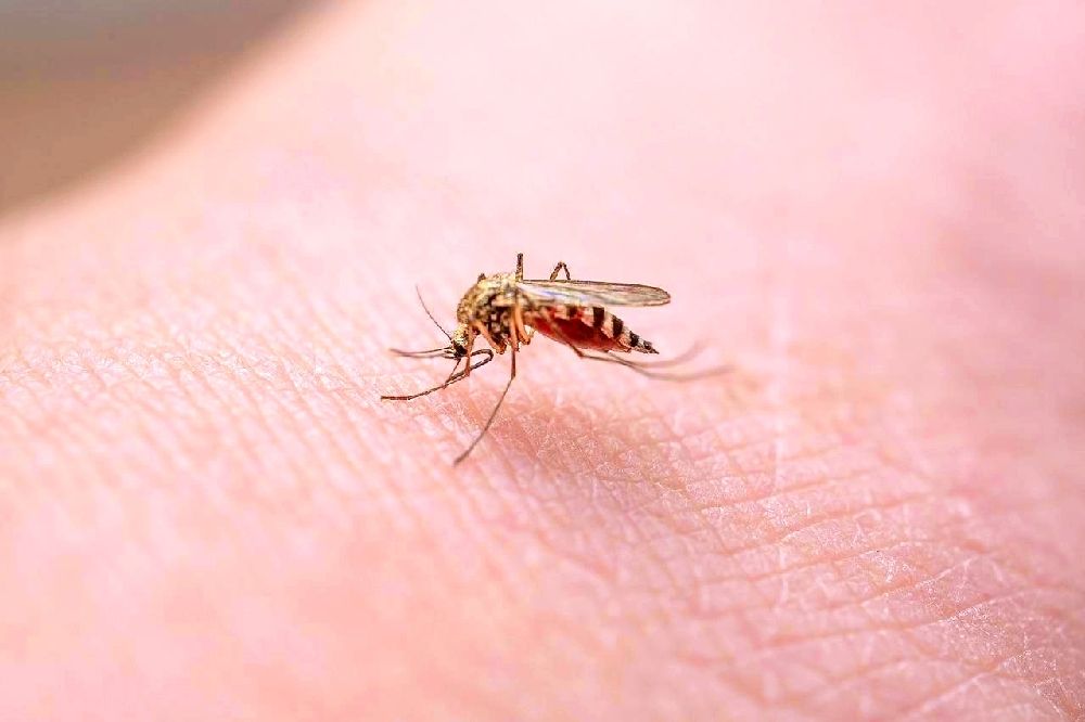 ADN hace que mosquito no transmita la malaria
