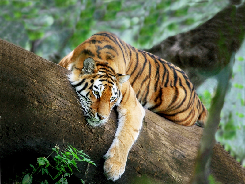 gambar Gambar Harimau  Lengkap