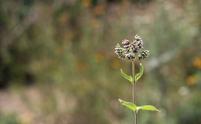 Joe-Pye Weed Flowers