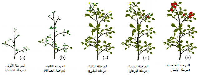 مراحل الإزهار