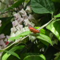 View album