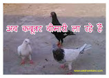 अब कबूतर बीमारी ला रहे हैं Now Pigeons Are Bringing Disease in hindi, pigeon beetle causes serious lung infection in hindi, Pigeon feathers cause fungal infection in hindi, the bacteria present in beets enter the body through breathing in hindi, be careful pigeons are bringing diseases to your house in hindi, pigeon beetle infection takes 3-4 years to be detected in hindi, pigeons are at risk of infection to humans in hindi, Stay away from the mess spread by pigeons in hindi to get rid of all problems in hindi, vitamins are essential for healthy health in hindi in hindi, research of pigeons in hindi, kabootar ki beat khatarnak ho sakti hai in hindi,Pigeon beat health hazards in hindi, pigeon droppings in hindi, distance from pigeon in hindi, current information about pigeon in hindi, kabootar se bachne ke upay in hindi, sakshambano, sakshambano ka uddeshya, latest viral post of sakshambano website, sakshambano pdf hindi,