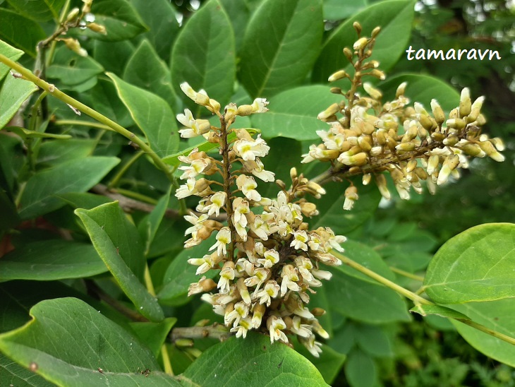 Маакия амурская (Maackia amurensis)