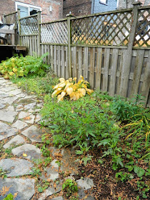 Leslieville Fall Cleanup Before by Paul Jung Gardening Services--a Toronto Gardening Services Company
