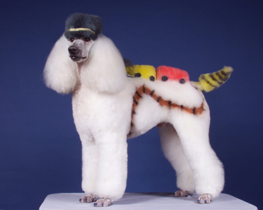 Strange Poodle Haircuts - 12 Pics | Curious, Funny Photos / Pictures