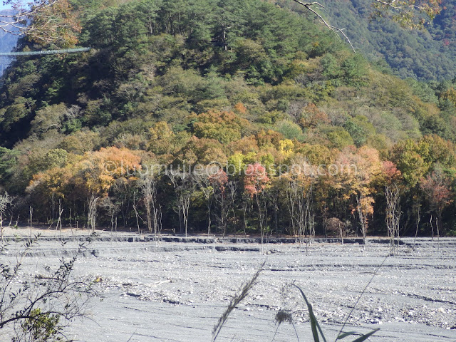 Taiwan Aowanda (奧萬大) maple season - Maple Forest