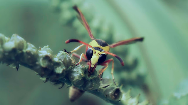 Top 10 Ten Awesome Macro Photography Part 9 | Random Insect Photos