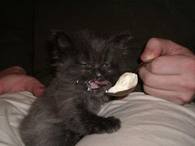 cat pictures, cat photos, kitten eats ice cream