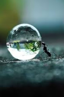 an ant and a drop of water
