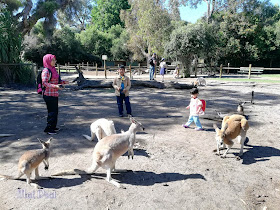 Perth to Caversham Wildlife Park Dengan Bas atau Train