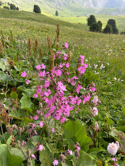 [Caryophyllaceae] Silene dioica – Red Campion (Silene dioica)