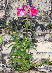 Snapdragon, Antirrhinum majus.  On Hayes churchyard wall.  18 June 2015.