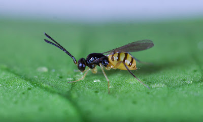 Gonatocerus ashmeadi (Hymenoptera: Mymaridae)