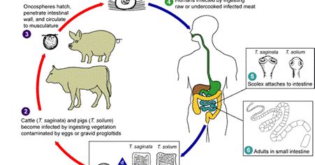 Materi Biologi Tentang Animalia Invertebrata