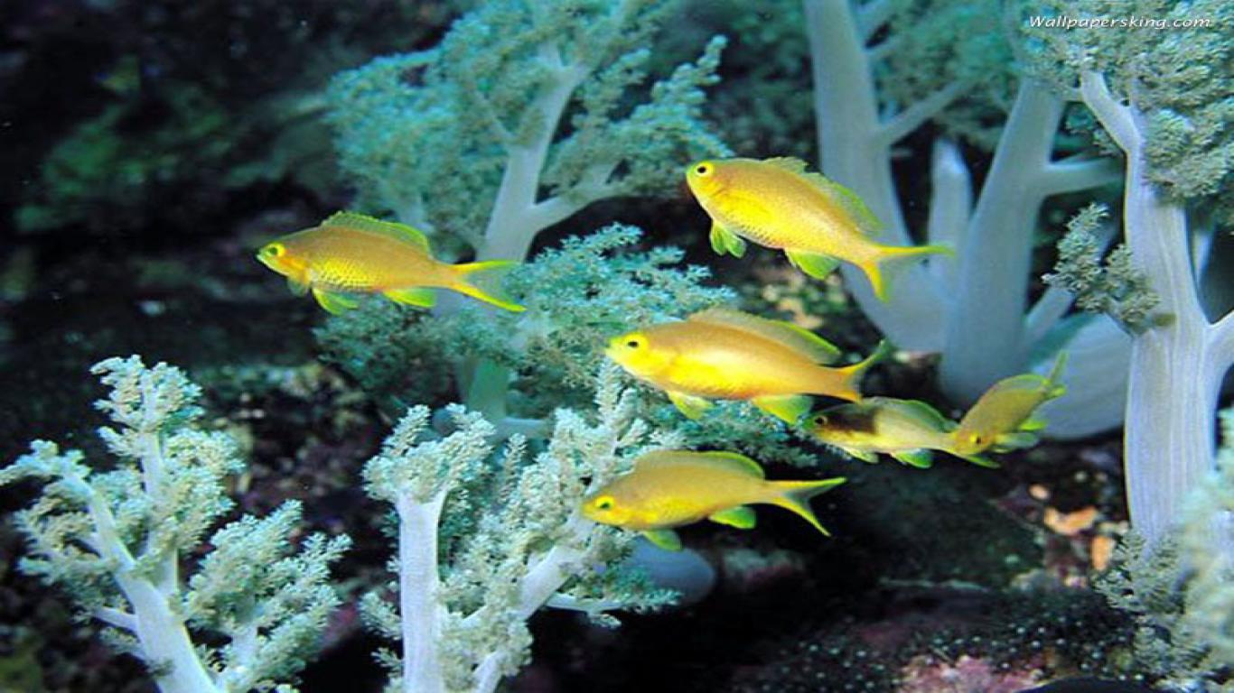  Gambar  Gambar  Ikan  yang Cantik 47 Foto  Glmour Gallery 