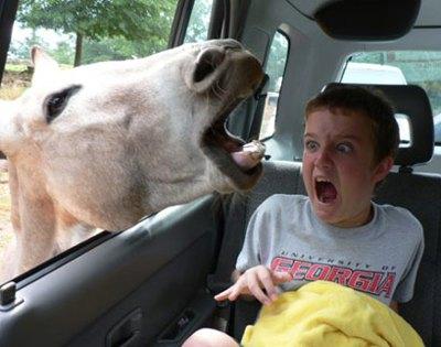 funny kids and animals