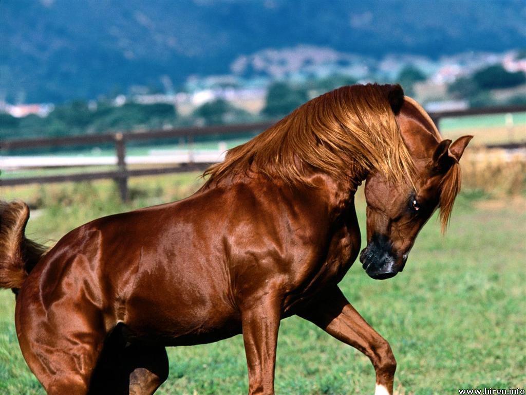 Beautiful Arabian Horse Stallions Wallpaper Download (1024 x 768 )