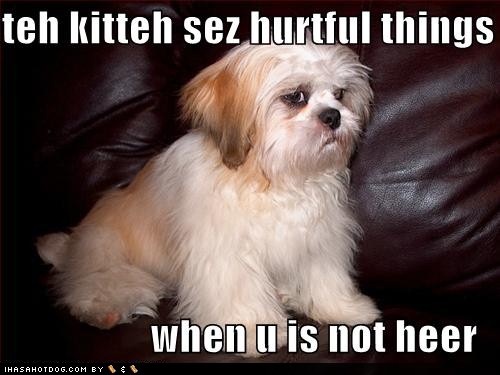 funny-dog-pictures-dog-hurt-by-kittens-harsh-words.jpg