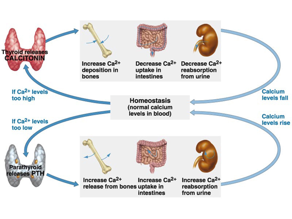 what is the role of calcium  in