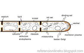 Membran Hifa