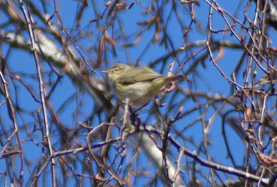 Fitis - Fitis - Phylloscopus trochilus