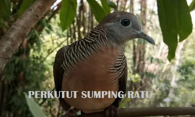 Ciri dan Mitos Perkutut Katuranggan Sumping Ratu