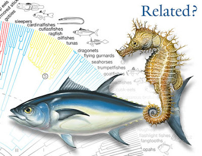 Family tree of fish yields surprises