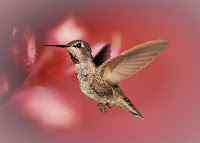 Hummingbird Art