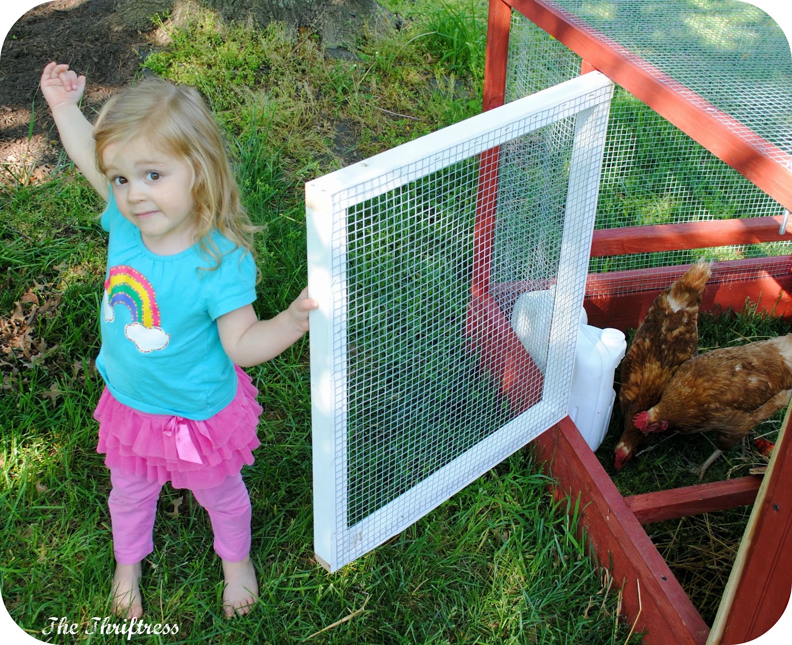 The Thriftress: Backyard Chickens