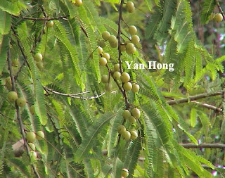 The Fruits Of The Malacca Tree