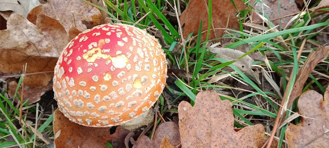 Fly Agaric Amanita muscari, Vienne, France. Photo by Loire Valley Time Travel.