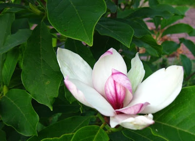 My magnolia flowers in