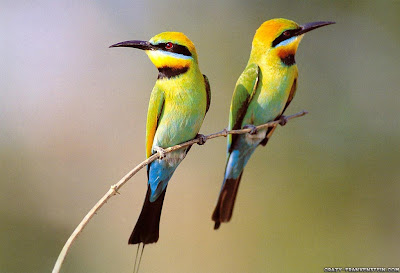 Birds Wallpaper for Desktop Free