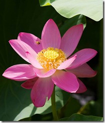 clip_image010