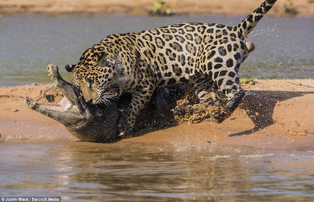 Jaguar hunts caiman (10 pics), jaguar vs caiman, amazing animal pictures, jaguar pics, jaguar kills caiman pics