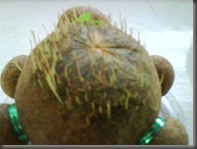 Horta_3_3hari