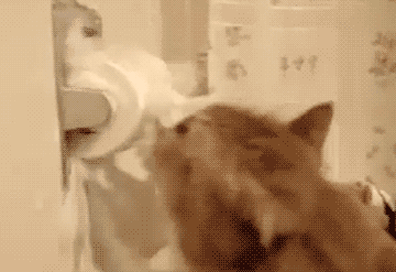 Cat Destroys Toilet Paper (Gif), cat playing with toilet paper, cat vs toiet paper