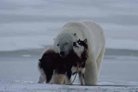 polar bear playing with husky