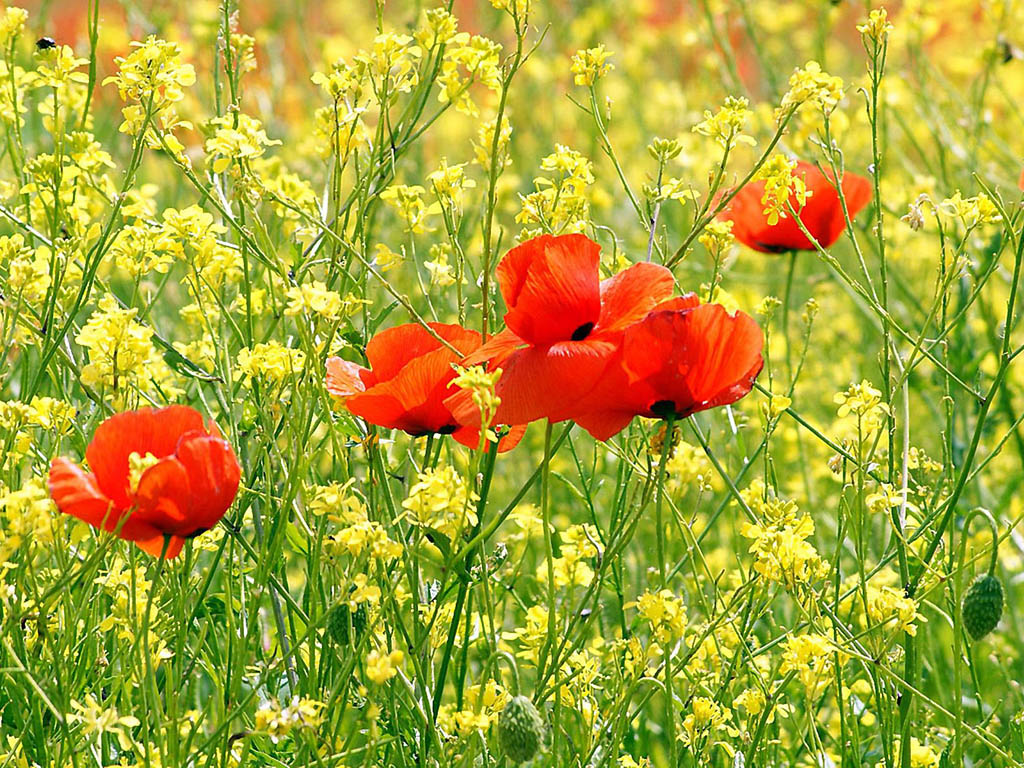 Flowers HD Widescreen Wallpapers 8302 - HD Wallpaper Site