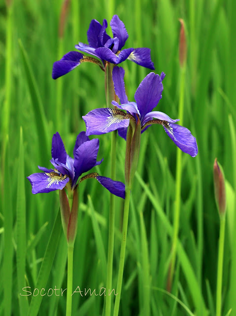 Iris sanguinea