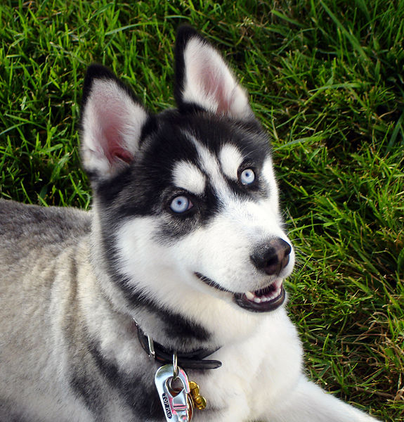 pomsky pomeranian husky. Mix the pomeranian husky