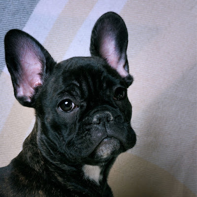 The best dog breed alternatives to the French Bulldog, pictured